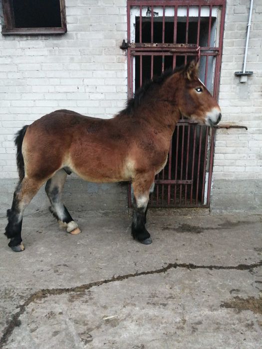 Sprzedam klacz z ogierkiem 6 miesięcy