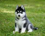 Piękny różnooki, czarno-biały piesek Siberian Husky FCI