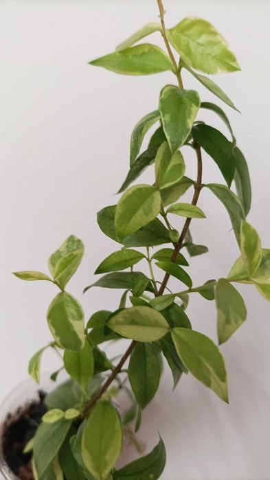 Філодендрон Бразил. Мірт варієгатний