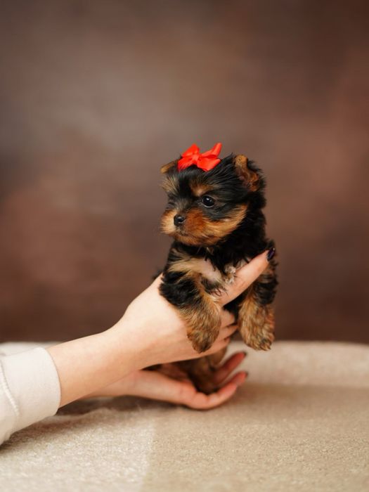 Йоркширские красотульки