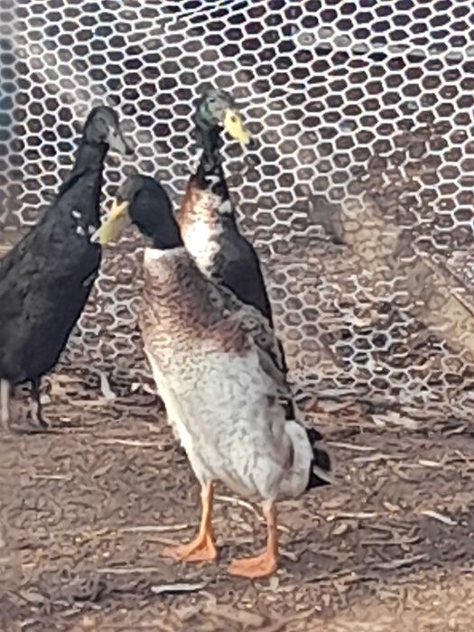 Kaczki biegusy -młode