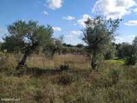 Quinta das oliveiras