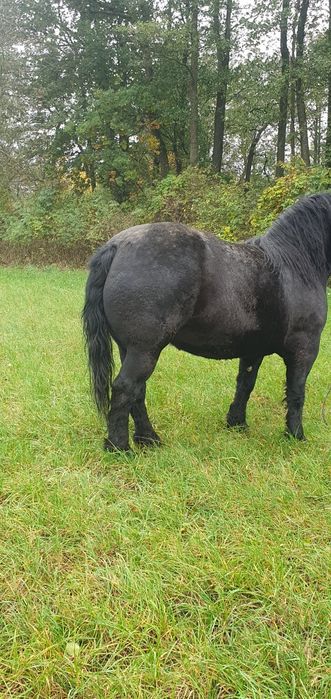 Klacz zimnokrwista + Kara