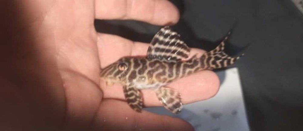 Zbrojnik hypancistrus L333   6-7 cm