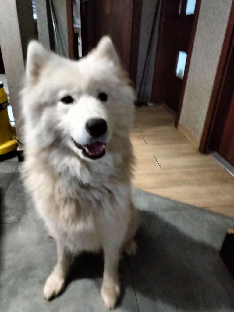 Piesek Samoyed szuka nowego domu