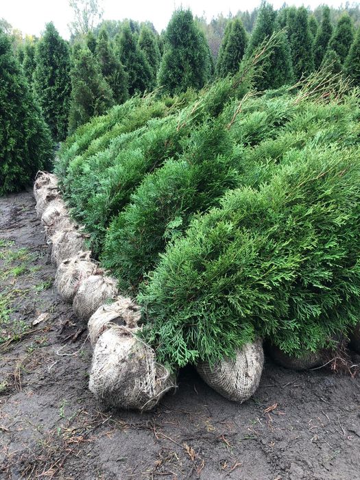 ‼️TUJA SZMARAGD‼️Duże i małe  PROMOCJA likwidacja pola