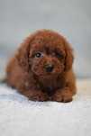 ***Pudel Toy/Miniaturka Red Badania**