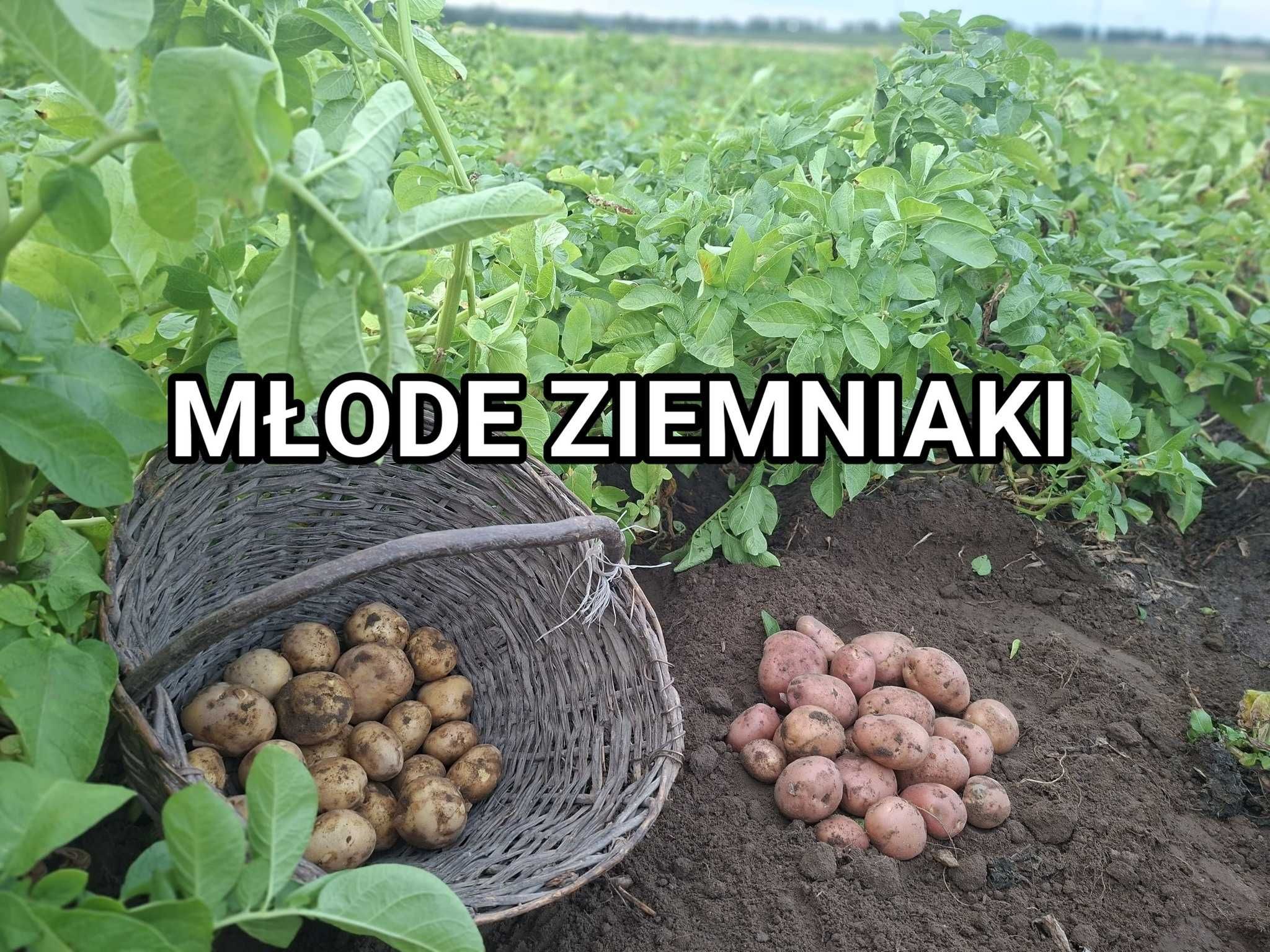 Ziemniaki młode pyszne i zdrowe odmiana BELLAROSA, SURMIA kartofle