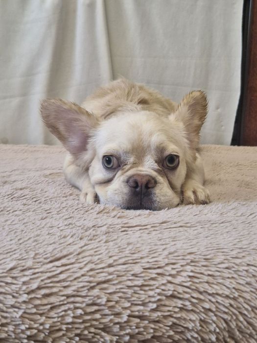 Французский бульдог Флаффи девочка