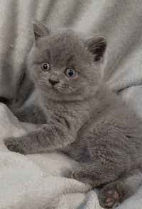Котенок кошечка девочка в голубом окрасе Шотландские котята страйт