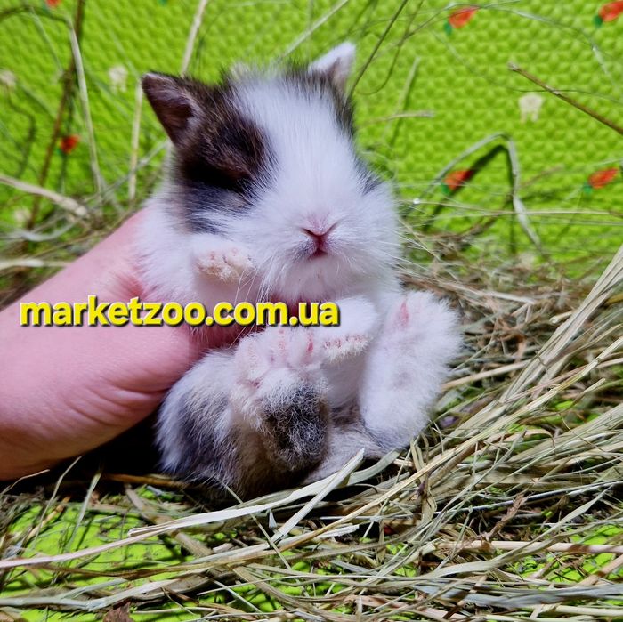 Мини кролик міні карликовий карликовый,карликові,карликовые левоголови