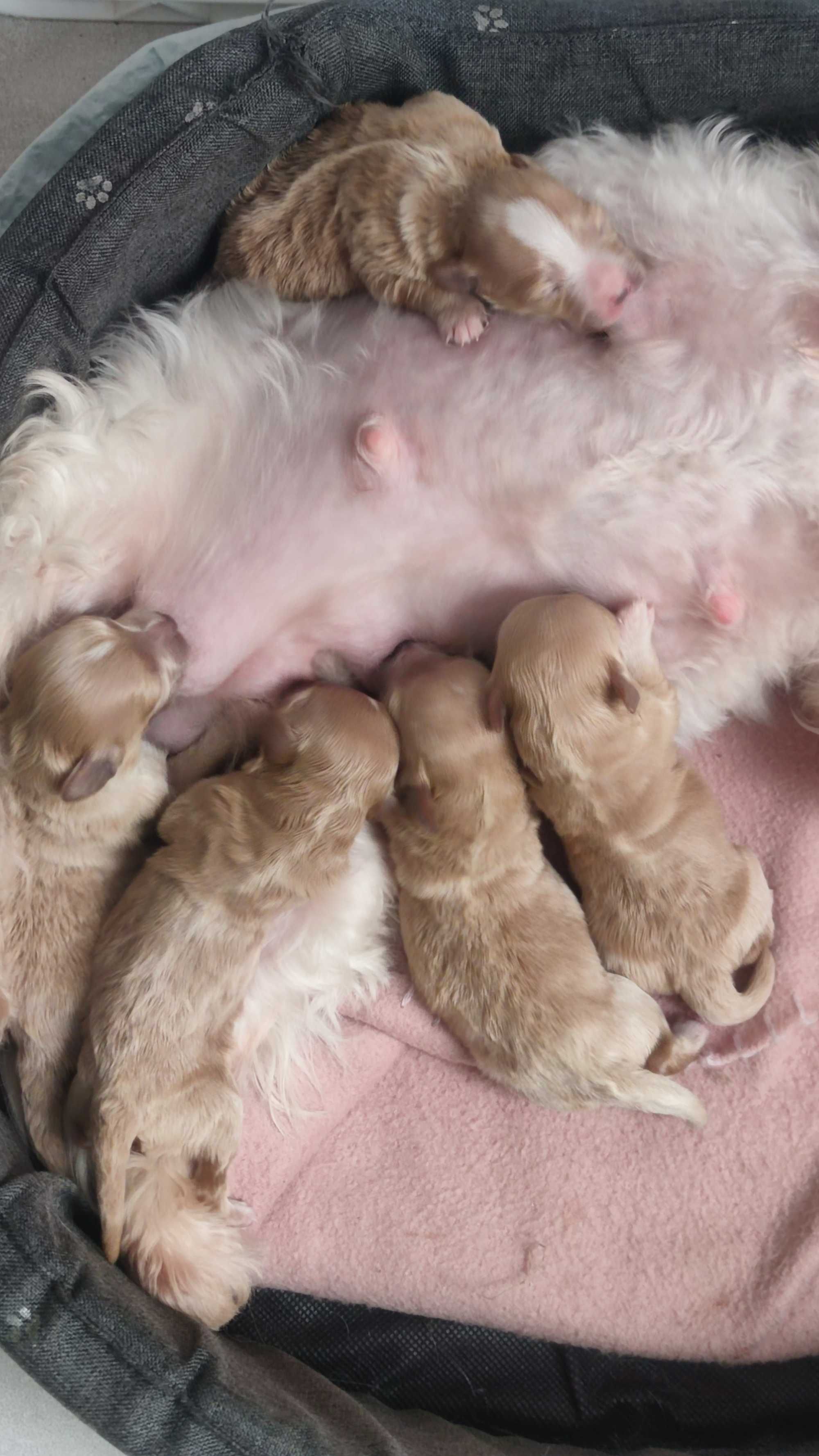 Maltipoo F1 maltańczyk+pudel Red Brown suczka