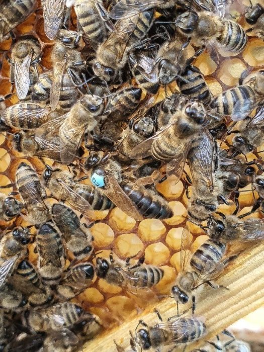 Бджоломатки  Карніка Sklenar line RL-F-1 4480 бджоли. матки