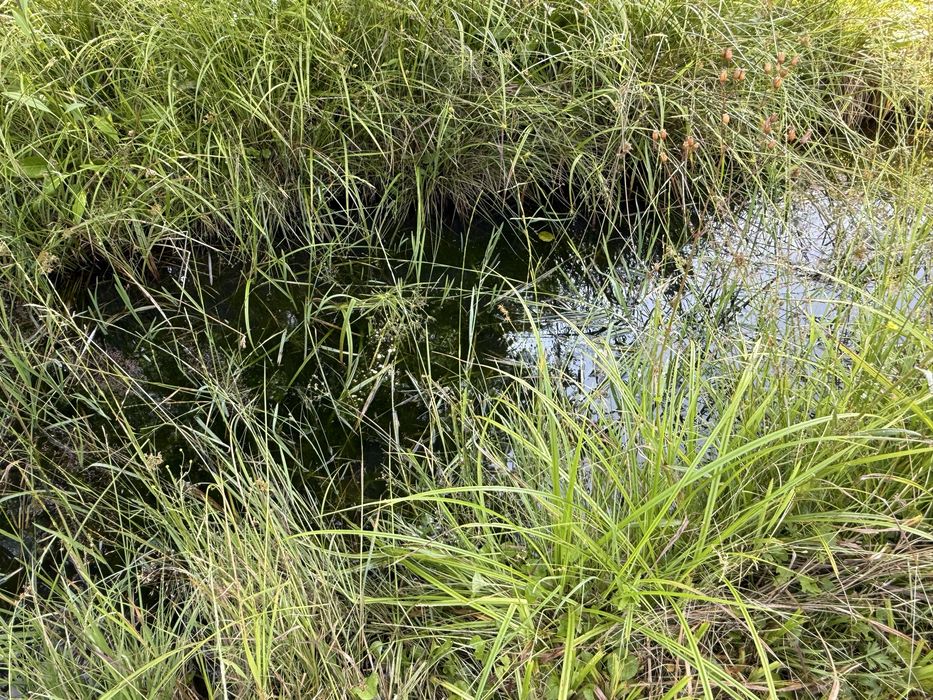 Продається ділянку в курортному селі гір Закарпаття