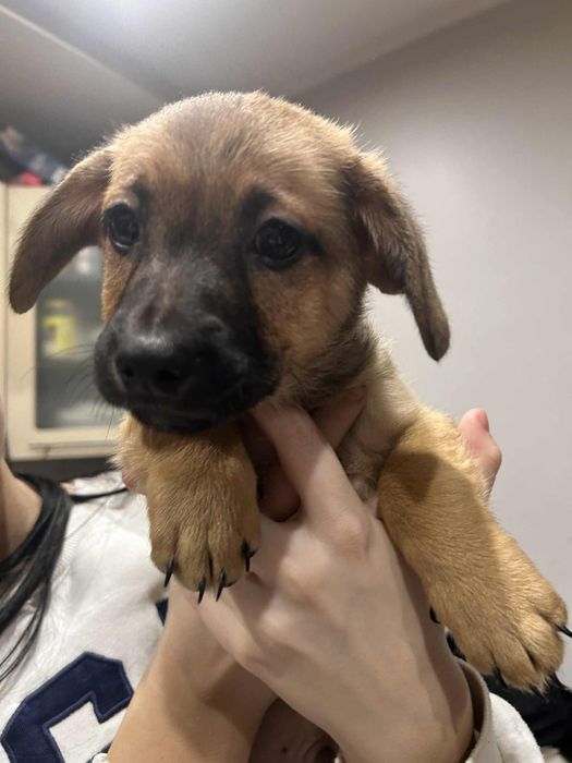 Oddam pieski w dobre ręce