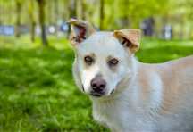 Biały- średniej wielości młody pies do adopcji