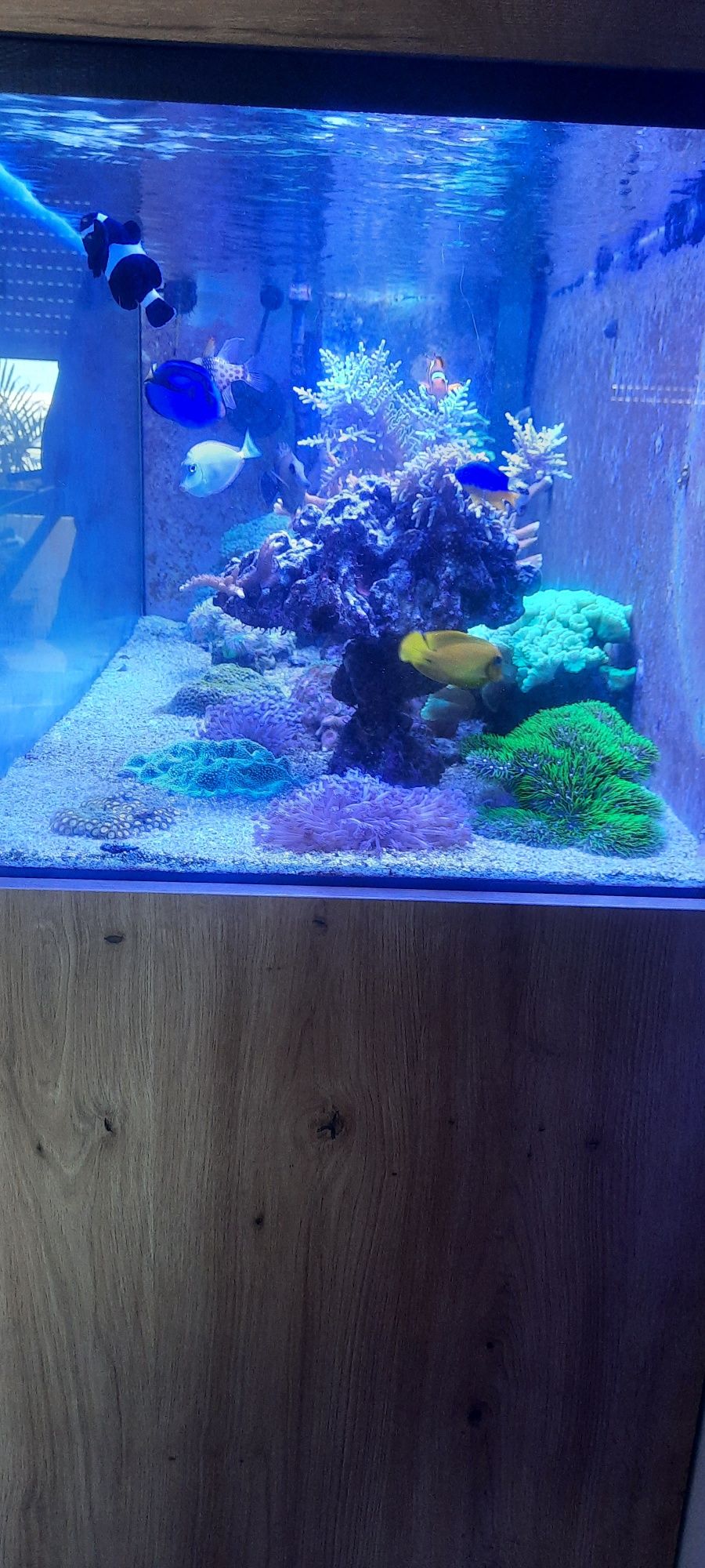 Peixes e Corais Reef