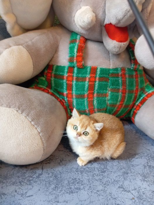 Красунчик золотої британ ської шиншили віком 75днів та красуня 1.5міс