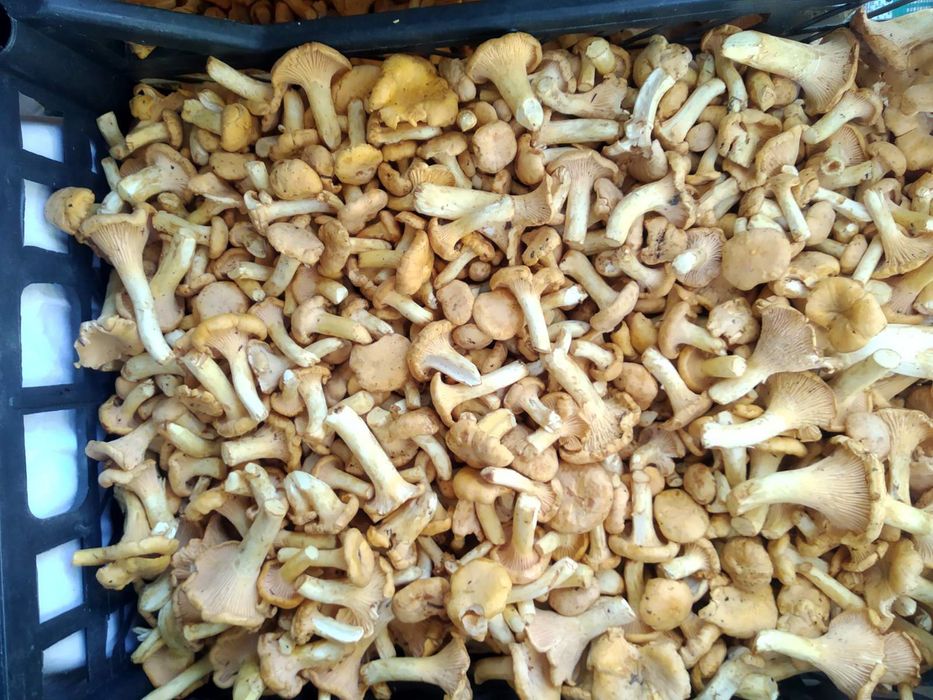 Лисички гриби, свіжі та по замовленню