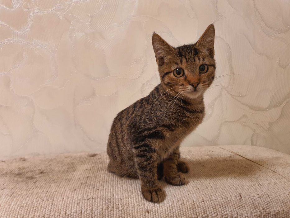 Отдам котёнка 5-6 месяцев