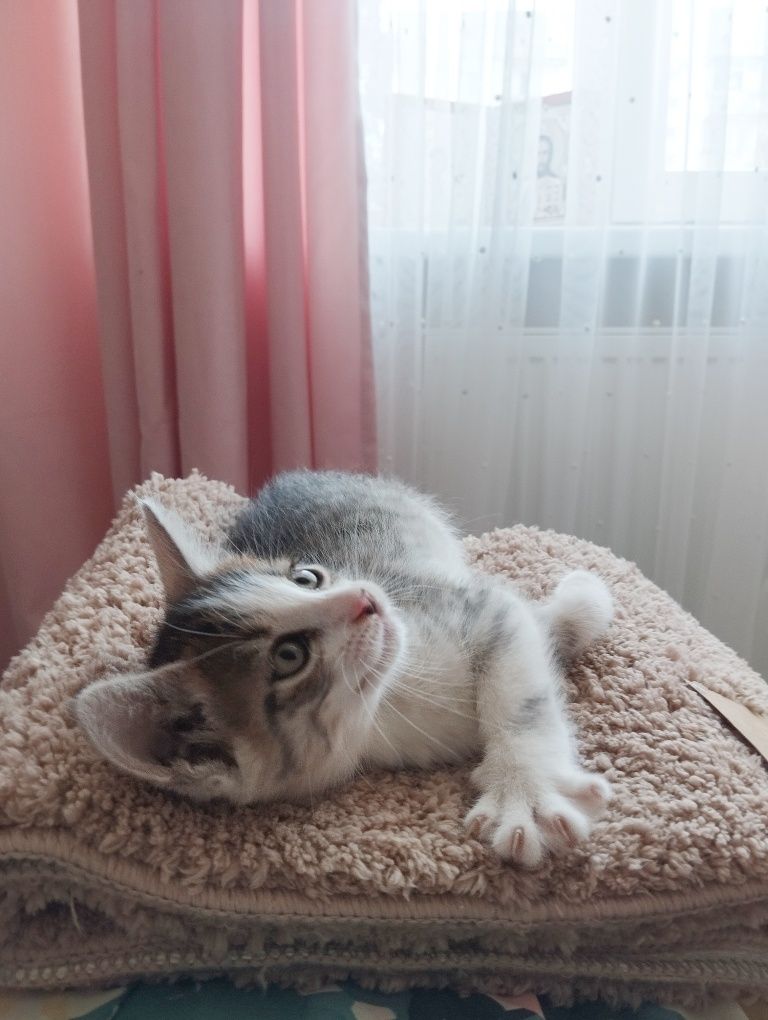 Хлопчики безкоштовно