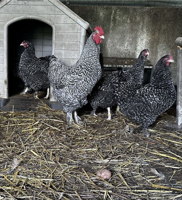 Maline raca belga ovos