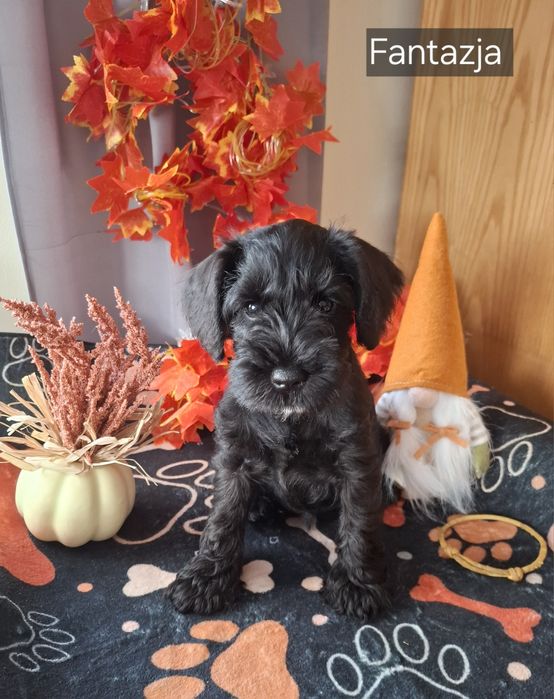 Sznaucer Miniaturowy Czarny FCI