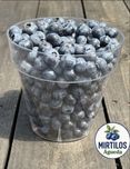 Mirtilos Frescos – 6€/kg