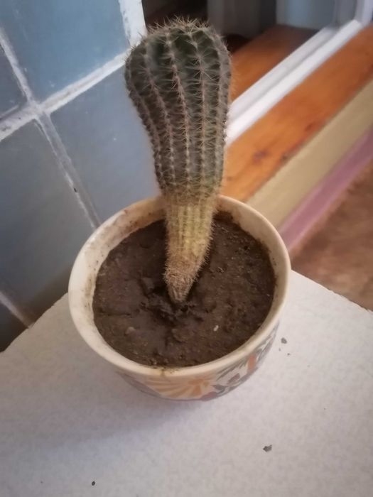 Комнатный кактус .