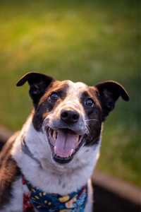 Chaps - proludzki pies do adopcji