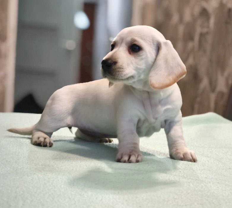 Jamnik miniatura krem