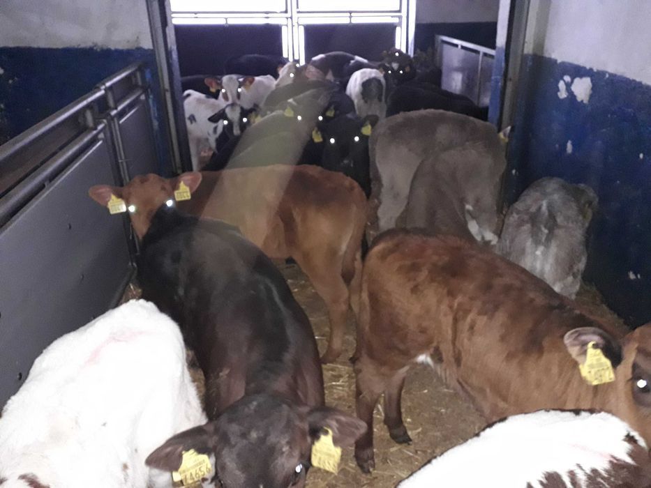 Cielęta, cielaki, byczki oraz jałówki mięsne, MM,MS,HF transport