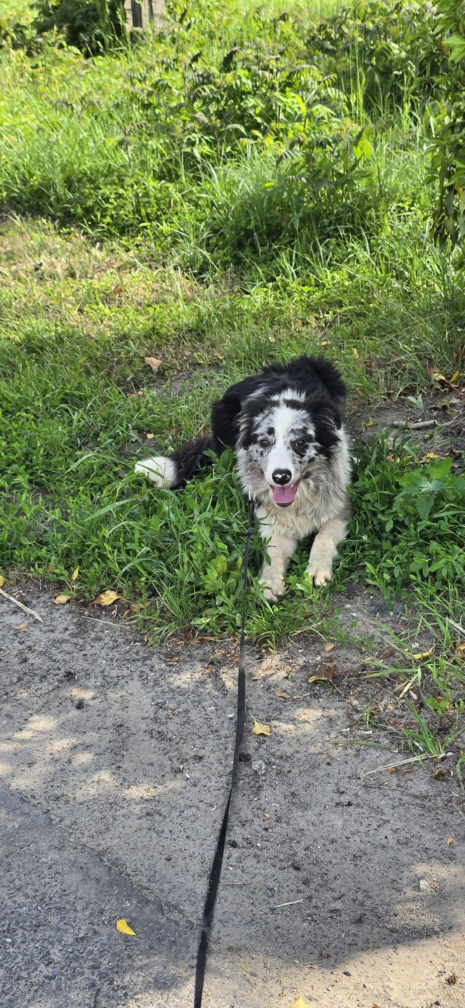 Border Collie pis