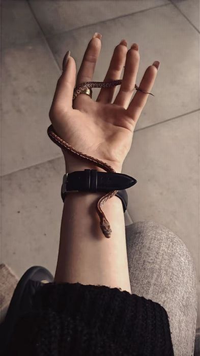 Wąż zbożowy   samica