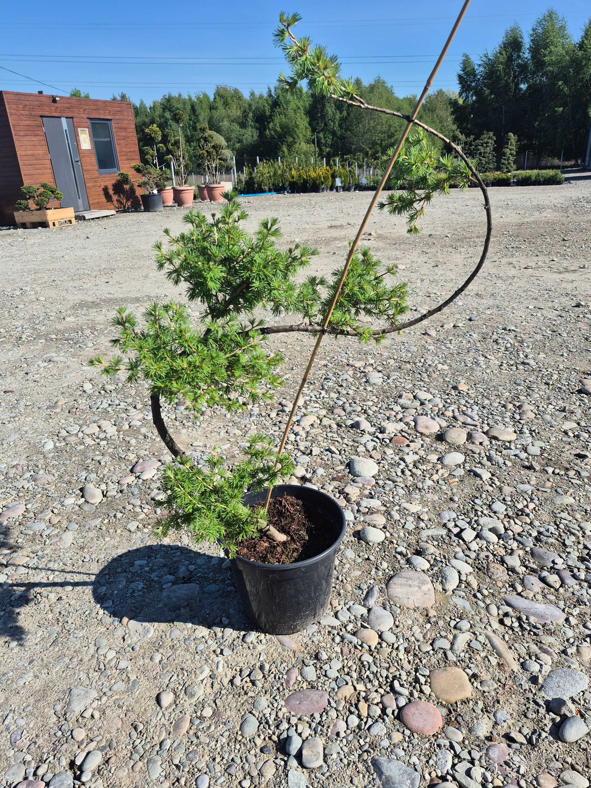 Modrzew formowany bonsai
