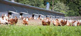 KURY KURKI NIOSKI KOKOSZKI kolorowe Rosa Dominant Leghorn z jajkami.