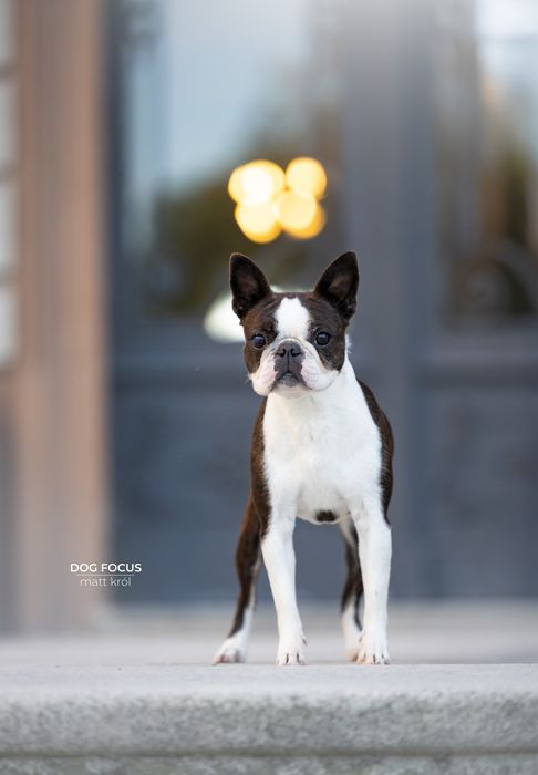 Boston terrier ZKwP/FCI jedyny miot w PL