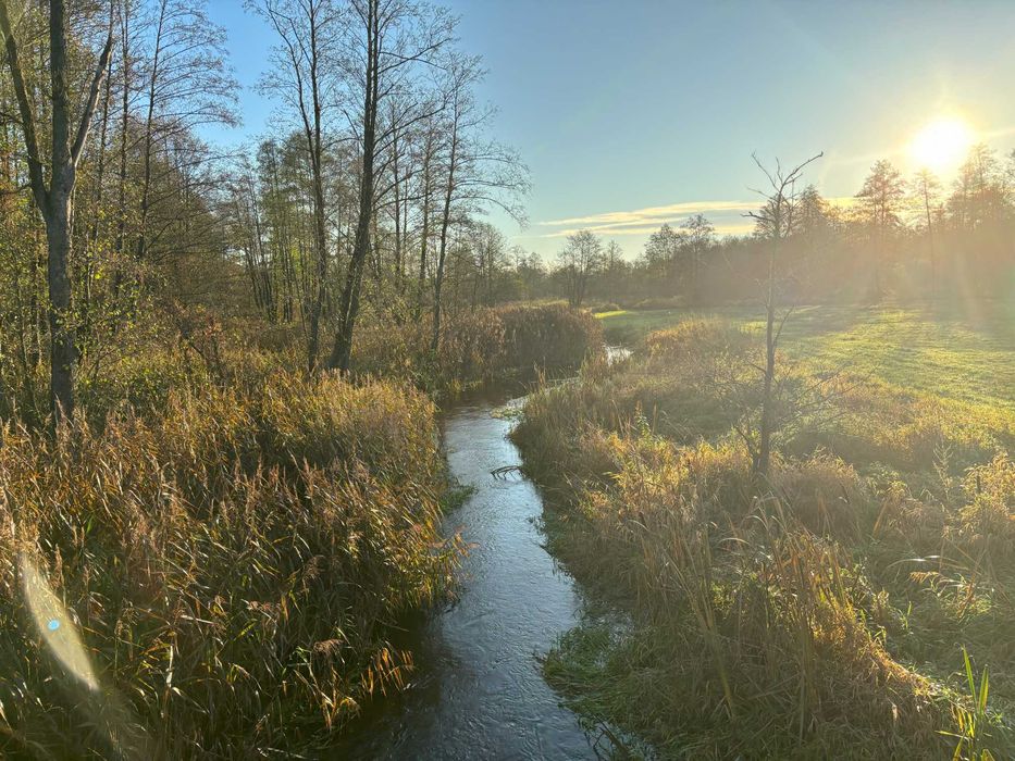 Drewniany domek na skraju lasu koło Kazimierz Dolny Janowiec nad Wisłą