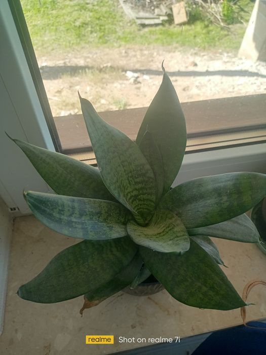Sansewieria niska