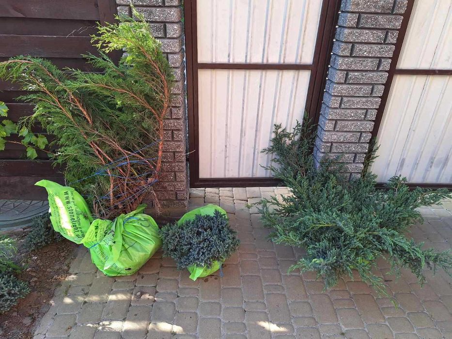 Продаються великі рослини Ялівець, Яловець. Їм більше 5 років.