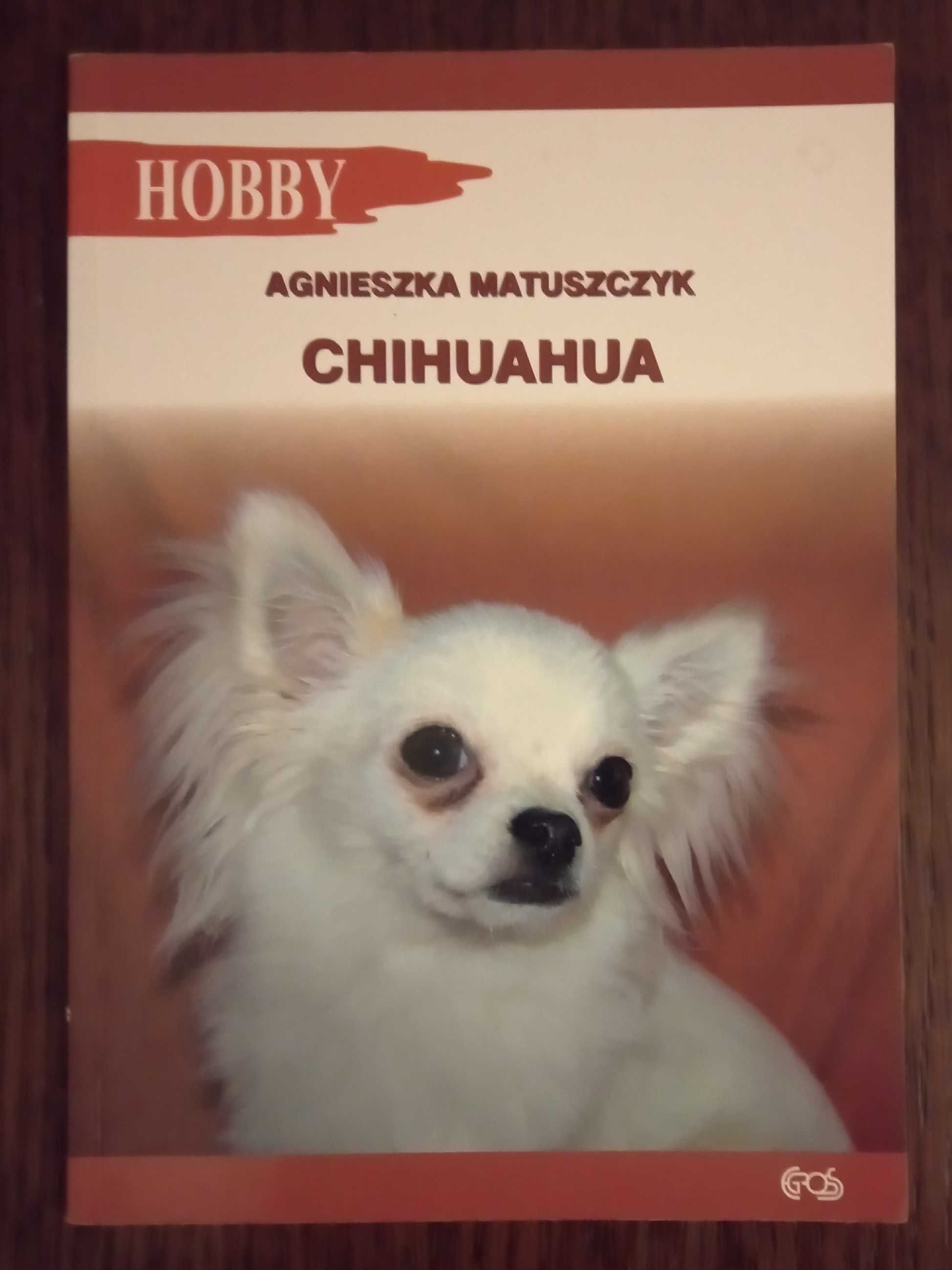Chihuahua - Agnieszka Matuszczyk