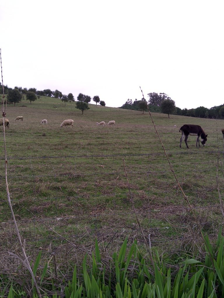 Venda de burros 2 machos