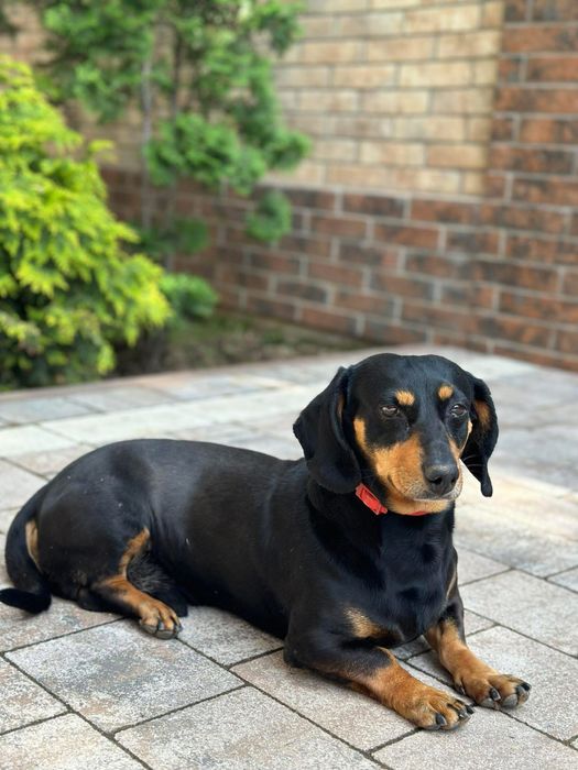 Шукаємо наречену породи Такса для нашого мужчинки!