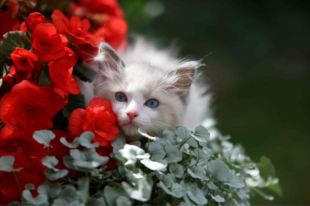 Ragdoll cudny chlopczyk :)