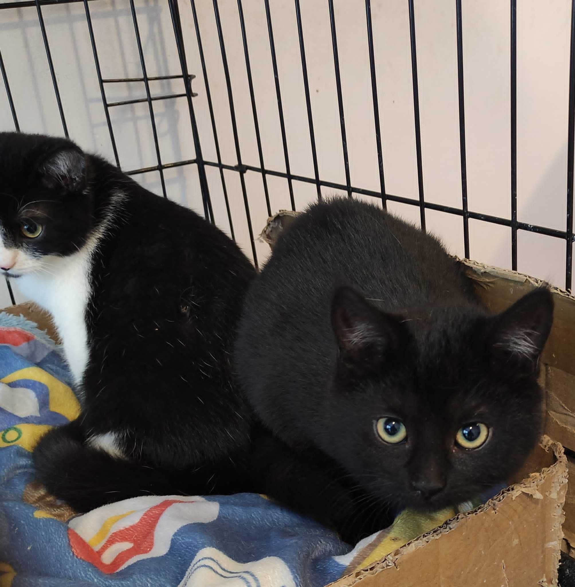 2 czarne kocie maluchy - dziewczynki do adopcji