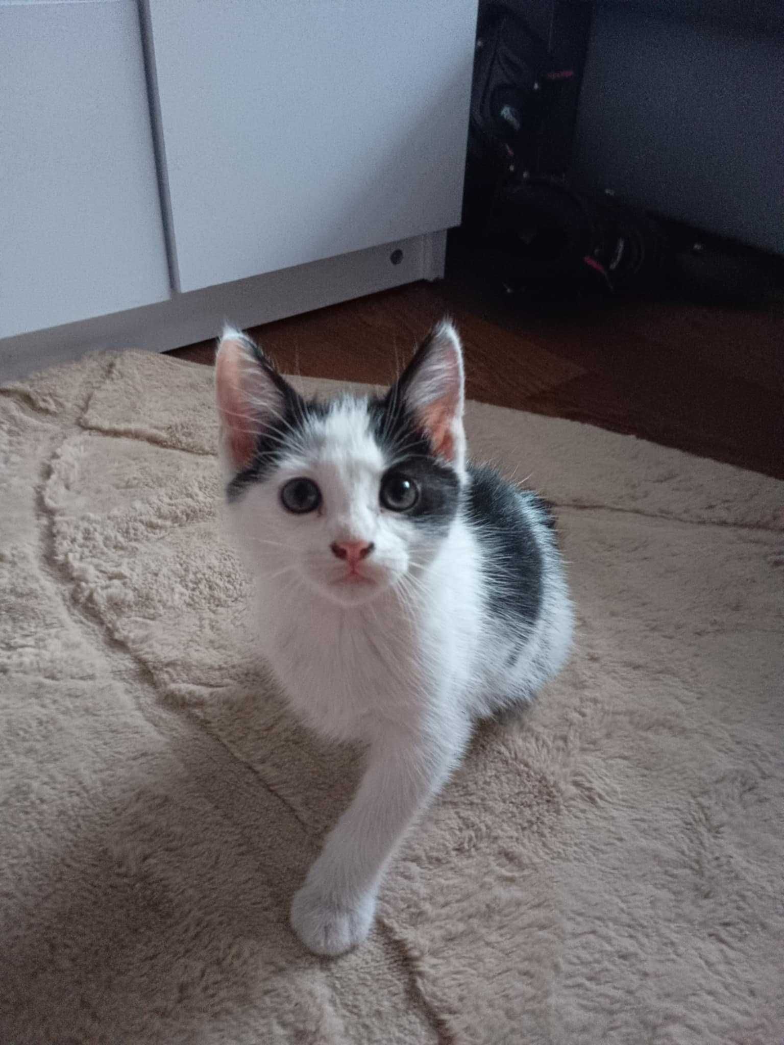 Oddam w dobre ręce dwa kotki !