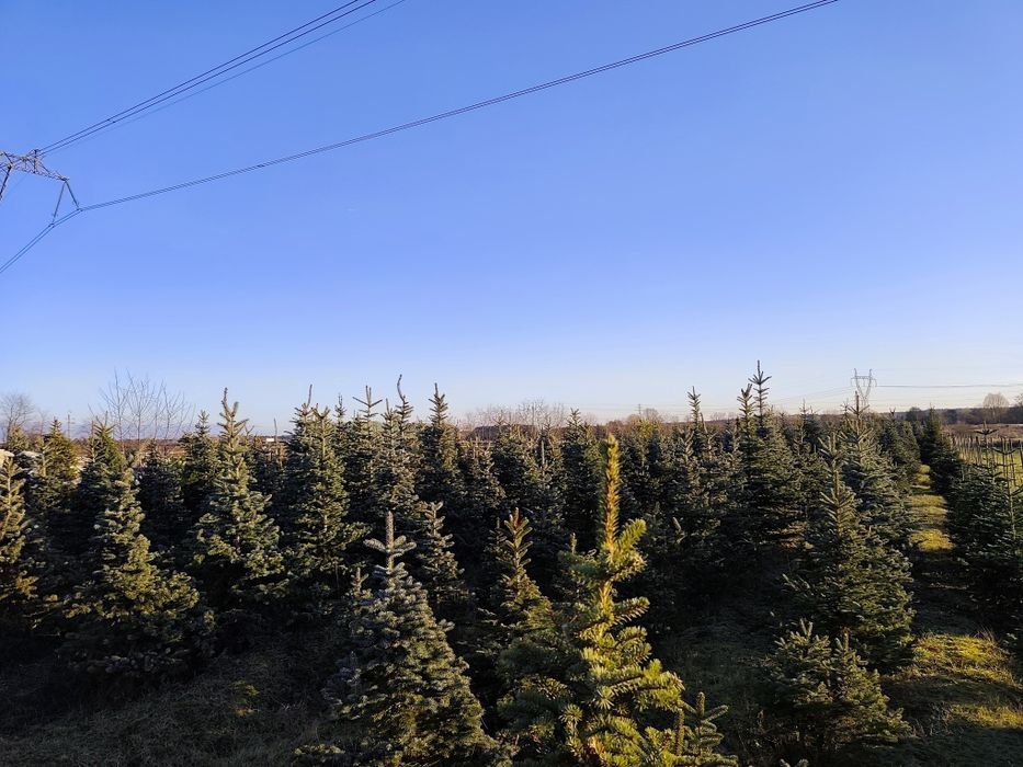 Sprzedaż choinek prosto z plantacji jodła kaukaska lub świerk srebrny