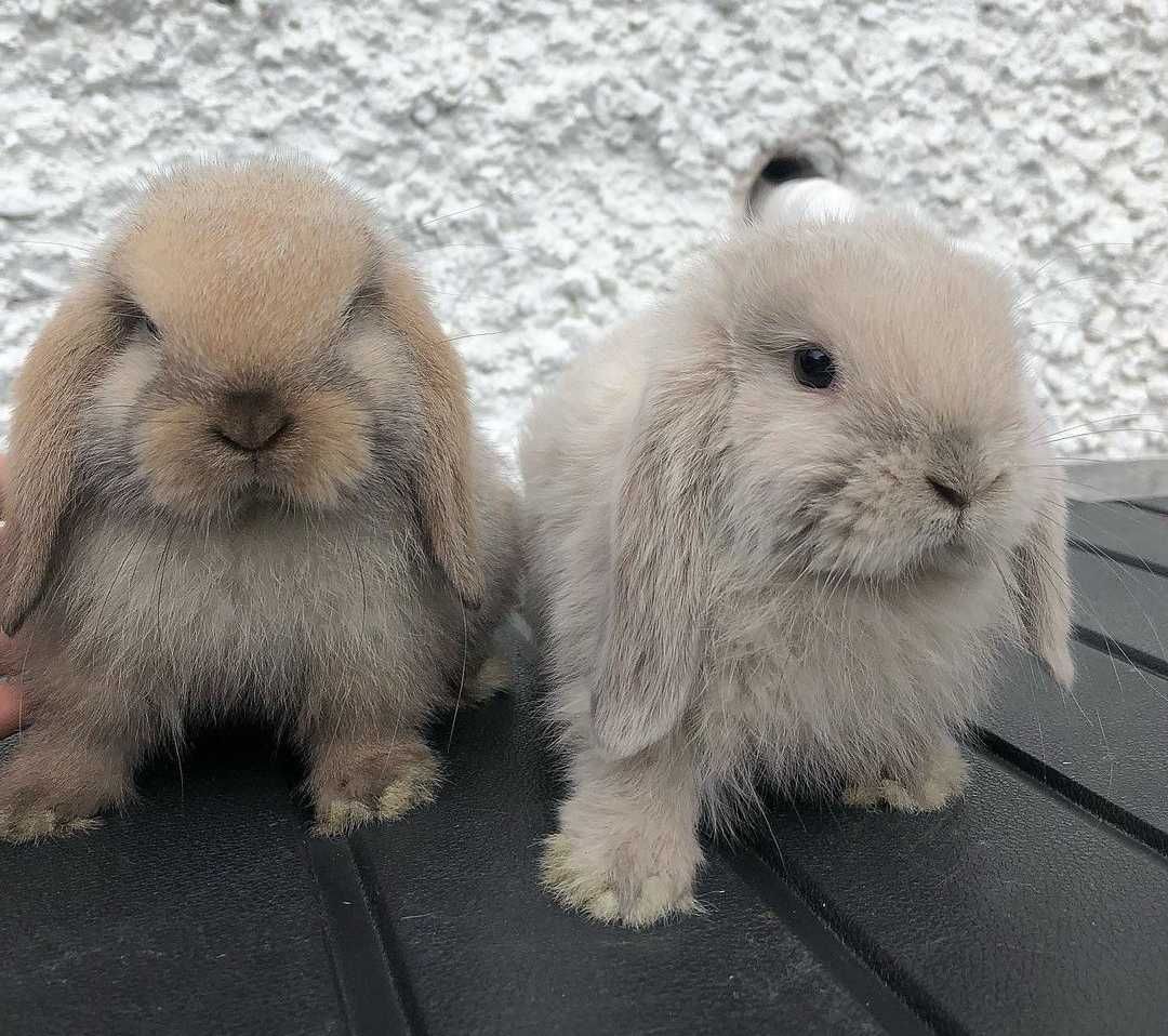 KIT Coelhos anões orelhudos, mini lop adoráveis e super dóceis