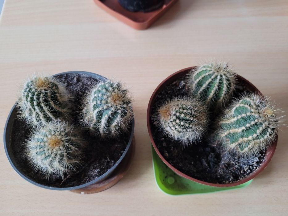 Kwiaty doniczkowe kaktus trzykrotka żyworódka