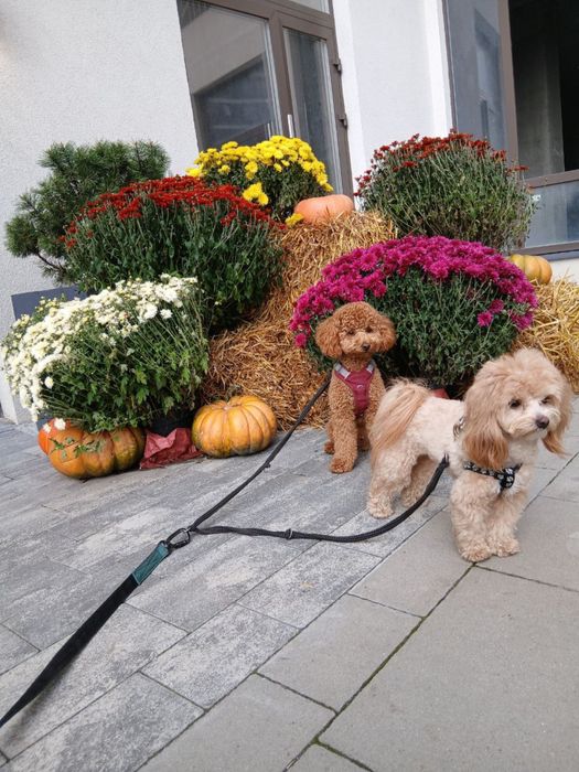 Вигул собак у Львові. Кінолог. Перетримка в готелі без кліток